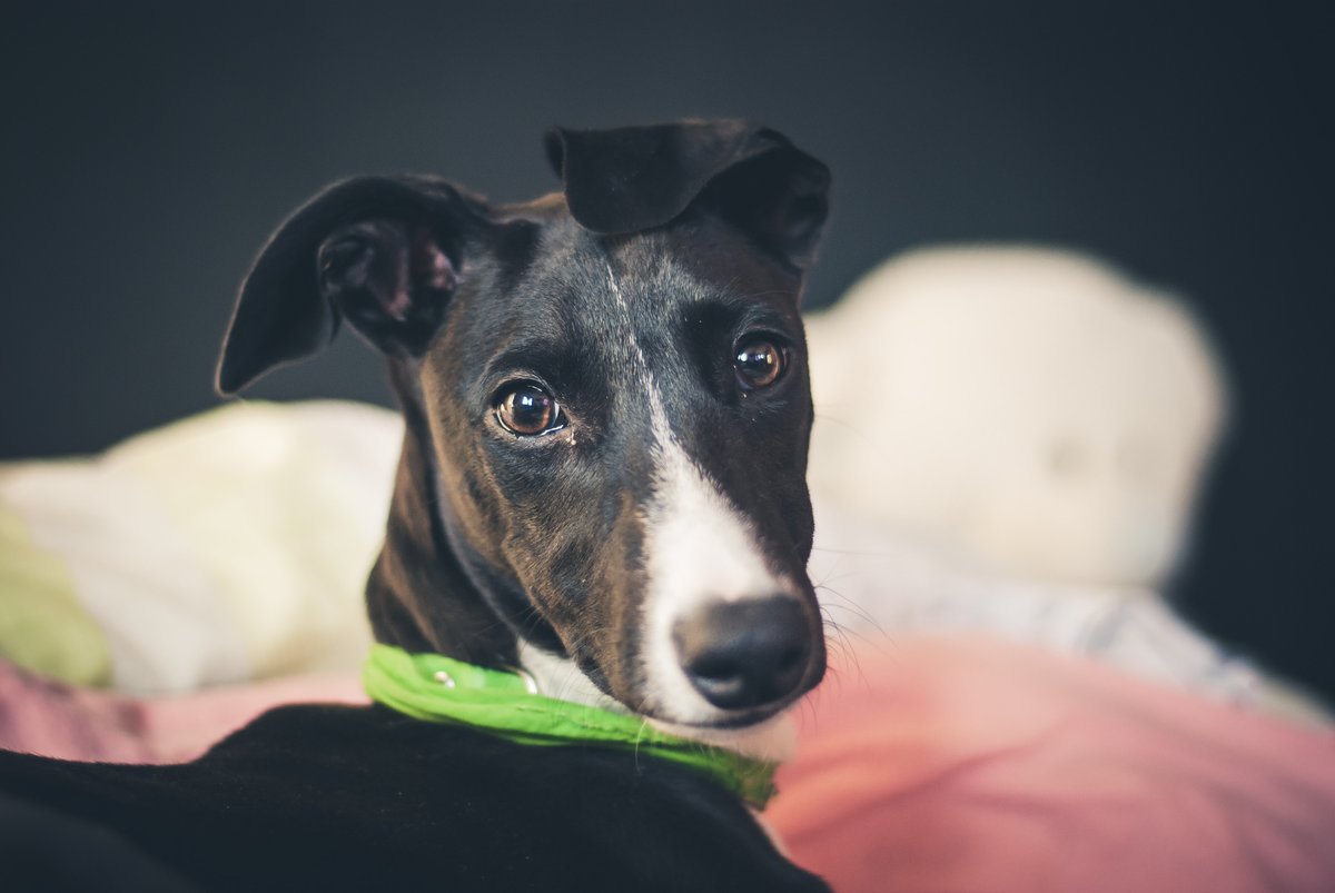 Littlemonchona's tweet photo. Como se están subiendo a la galgoneta les paso a mostrar las caras de lapices que han pasado por mi lente , derritanse de amor ... #Galgos #AdoptaNoCompres 
pueden ver mas fotos de mascotas en mi ig @fotografia.mascotera

mi flacu Mia https://t.co/hHmjVUnegC