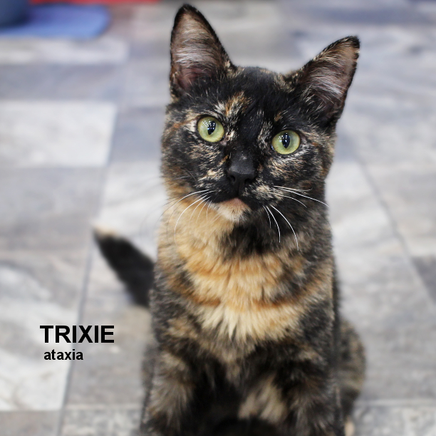 SNAPCats's tweet photo. TORTIE TUESDAY! Trixie  is 11 months-old and a very playful kitten! Whether it’s by  herself or with another cat/kitten, Trixie’s constantly running around  looking for fun. Trixie’s ataxia is moderate-to-severe, so she does fall  quite a bit. #snapcats #specialneedscats #chcat https://t.co/NruMlJzjN1