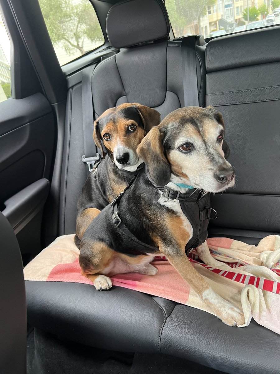 How dare you lure us into the car with biscuits! We know you are taking us to the Vet! #beagle #dogs