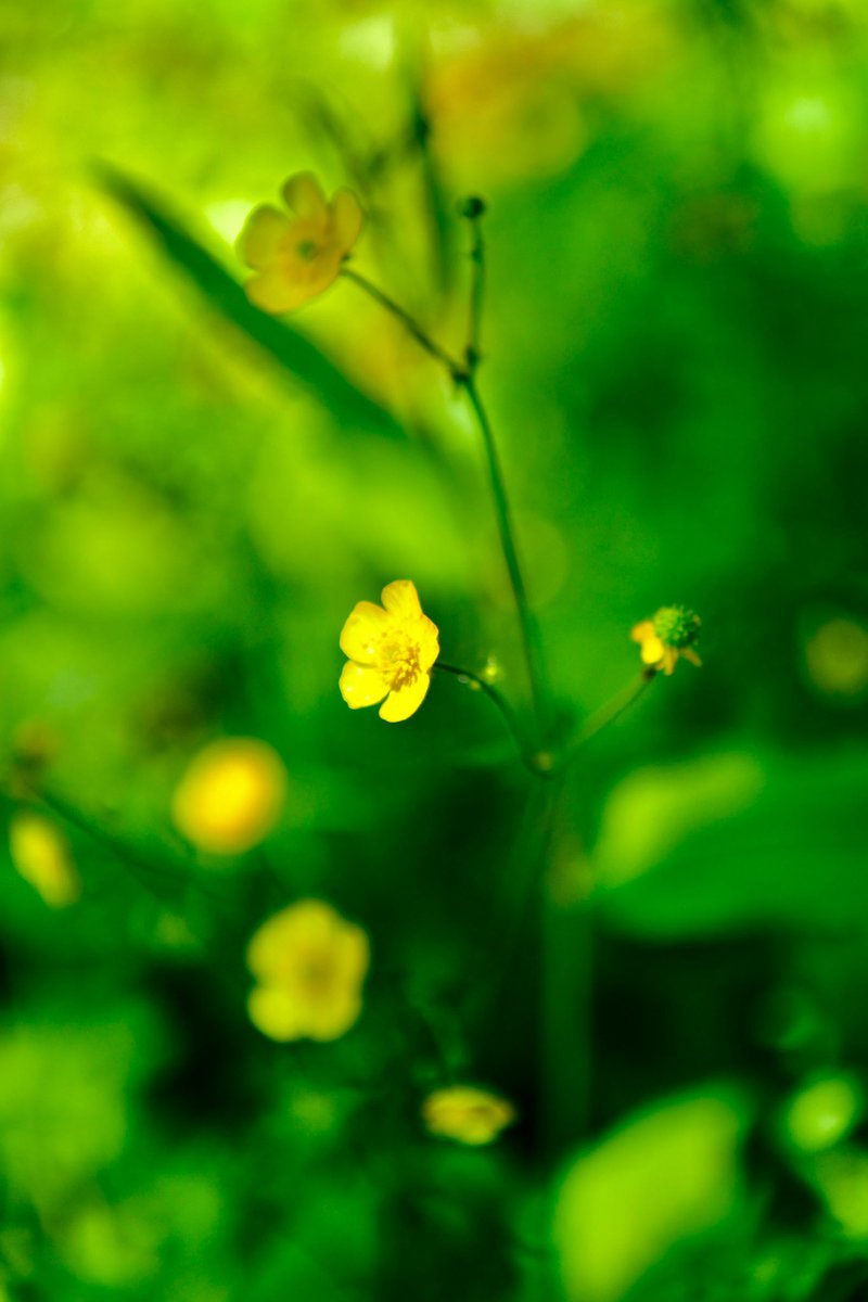 Buttercups. #flowersphotography #ThePhotoHour #NaturePhotography #TwitterNatureCommunity