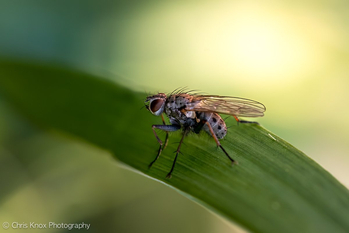 A whole other world of photographic opportunities at ground level...

#ShotOnCanon #MacroPhotography #ShareCanGeo #Nature #Photography 
@ThePhotoHour @MacroHour