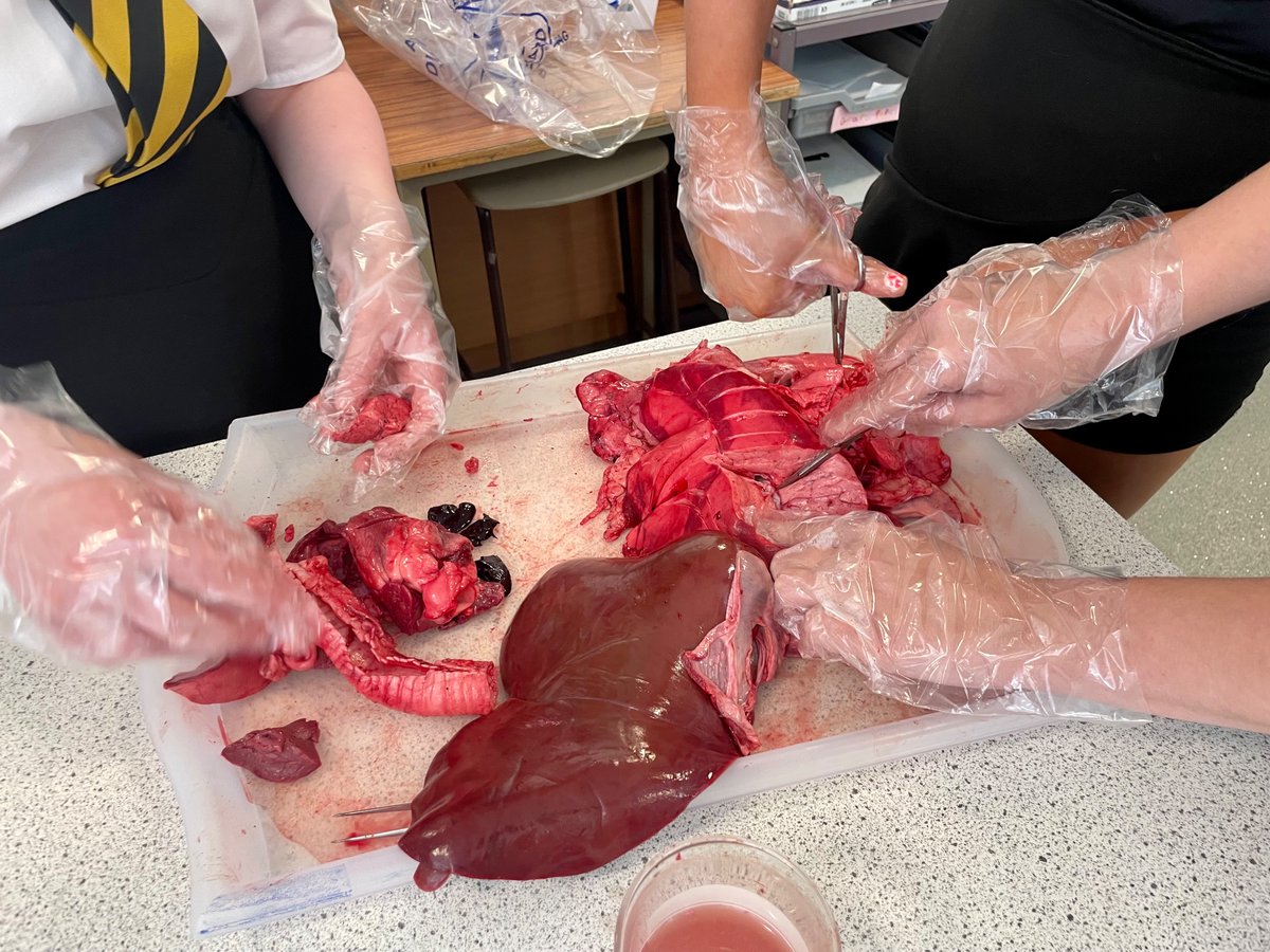 Incredibly impressed with how <a href="/ka_biology/">KABiology</a> 3H applied their knowledge of the heart and lungs in a practical context today 🌟