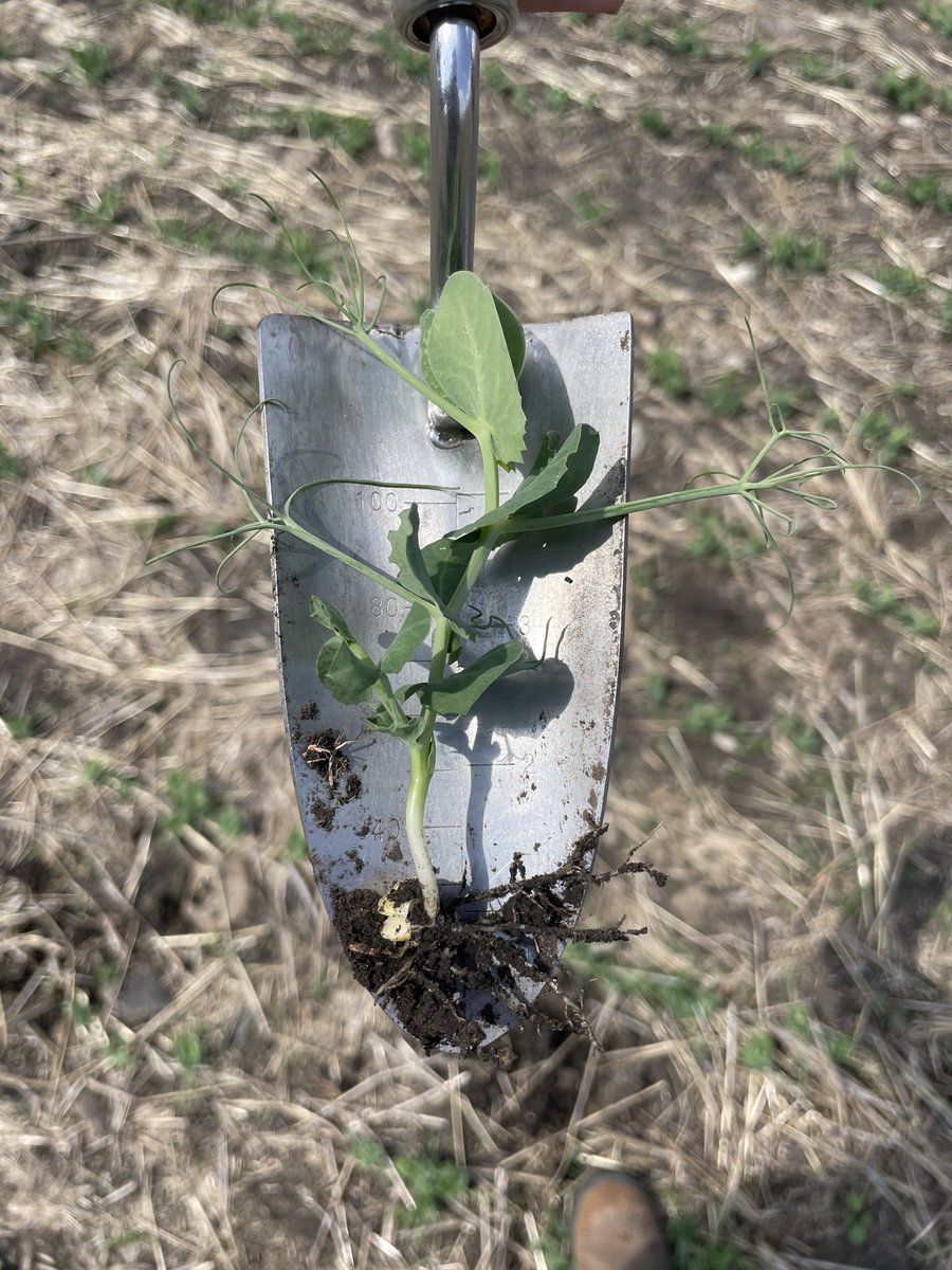 Things are moving fast… including the rain! Finishing up our day staging peas for an application of Viper🌦 <a href="/BASFAgSolutions/">BASF Agricultural Solutions Canada</a> <a href="/SaskPulse/">Saskatchewan Pulse Growers</a> @Coop_Ag