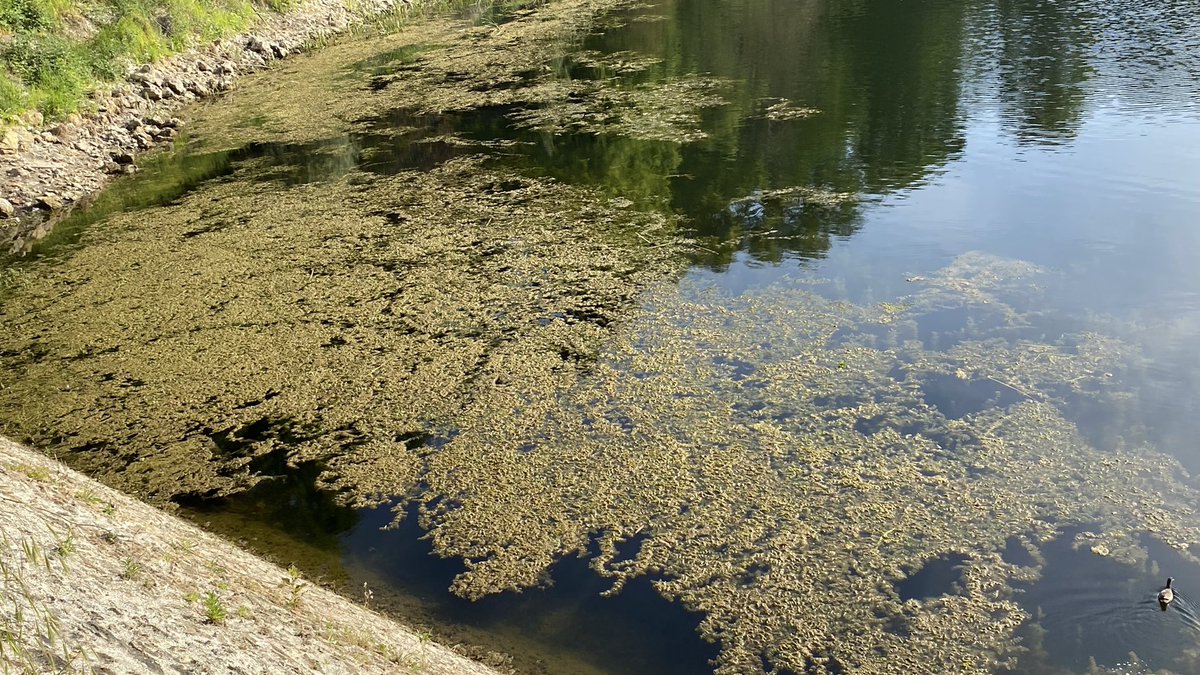 SeychalH's tweet photo. Visiblement la poursuite de la destruction des étangs de Corot ne dérange plus personne. Quant aux atteintes écologiques pfff!!! Après tout ce n’est qu’un site classé !On les détruit pour magnifier Saint Cloud @SPPEF @bernstephane @hugoclement @ltdla https://t.co/V0LHdPunft