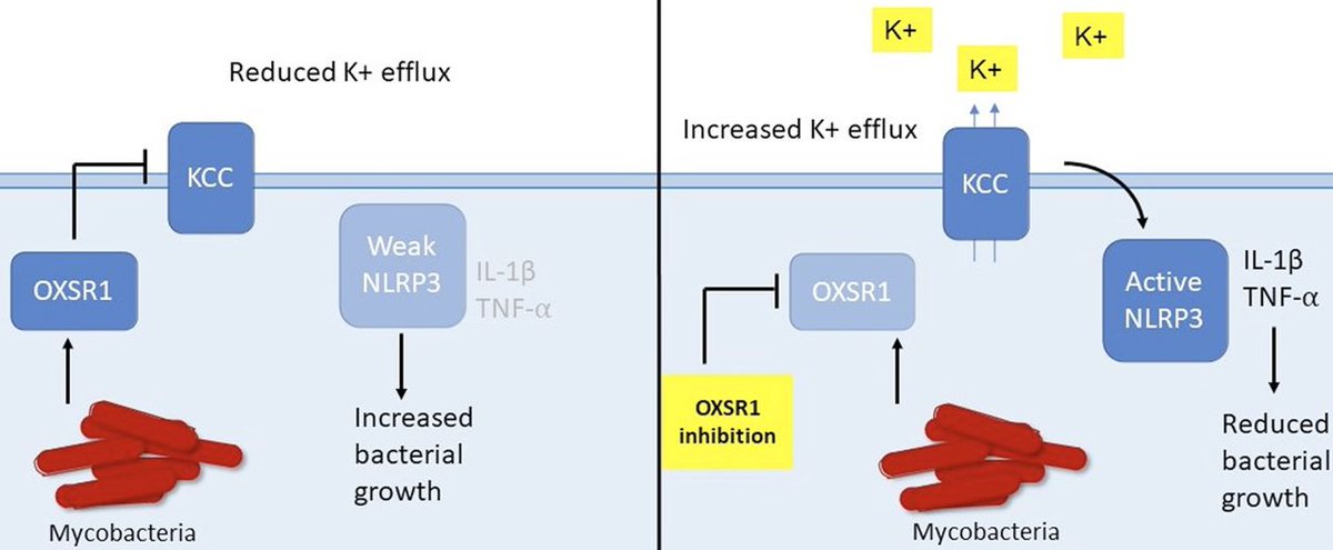 Don't miss this article featured in our Immonology Collection:

OXSR1 inhibits inflammasome activation by limiting potassium efflux during mycobacterial infection of zebrafish and human cells @elinorhortle <a href="/oehlerslab/">Stefan Oehlers</a> @centenaryinst <a href="/idlab/">Baldi</a> s_astar 

life-science-alliance.org/content/5/9/e2…