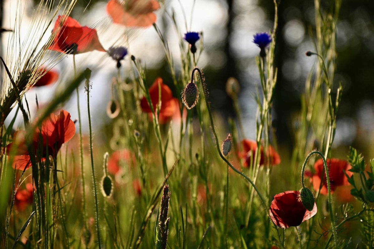 JannyDekker1's tweet photo. Ze zijn er weer…tussen #Anderen en #Anloo …bermen vol klaprozen, papavers, kamille en korenbloemen….puur genieten! https://t.co/ZqDLhrZhvT