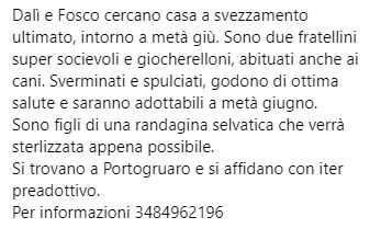 unonlus's tweet photo. #Dalì e #Fosco adottabili a fine giugno
Si trovano a Portogruaro e si affidano con iter preadottivo.
Per informazioni 3484962196
#cercafamiglia
🆘🆘🙏🙏 https://t.co/H150xMI5Y6