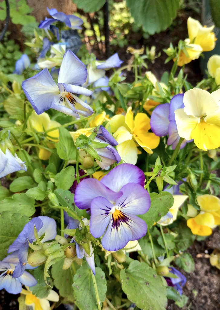 Pansies #GardeningTwitter