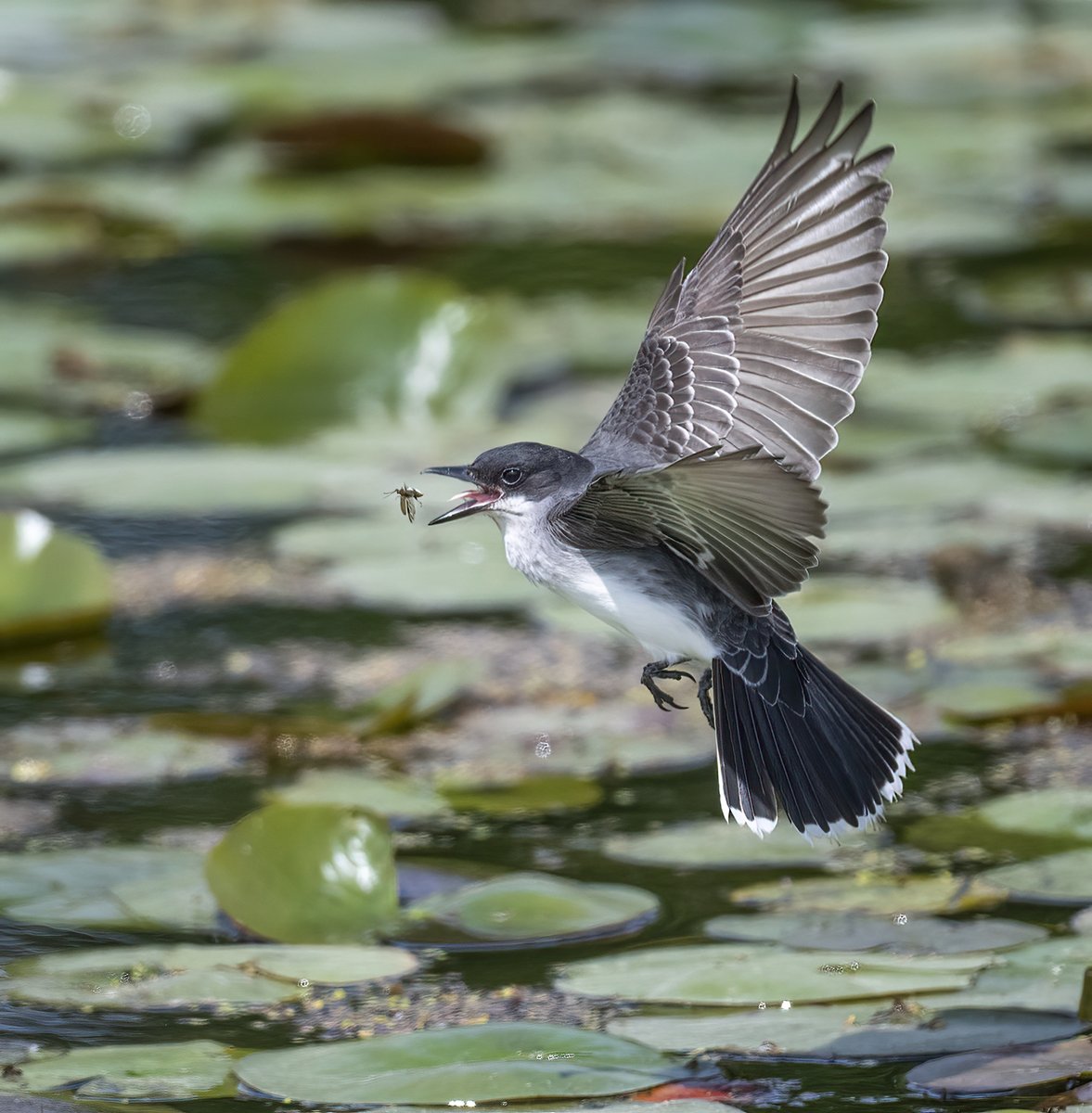 An Eastern Kingbird about to enjoy a little buggy snack