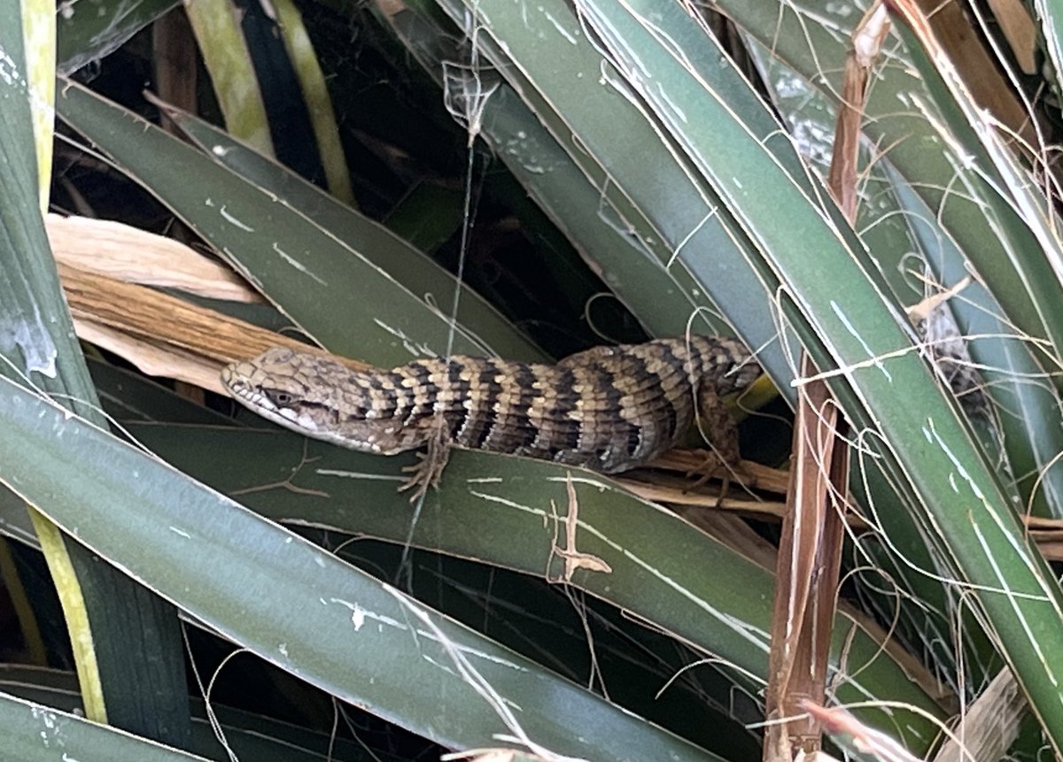 Jocelyn_Vilter's tweet photo. #LizardTwitter On the hunt for Earwigs, right by my front door https://t.co/wv7aCDHA7n