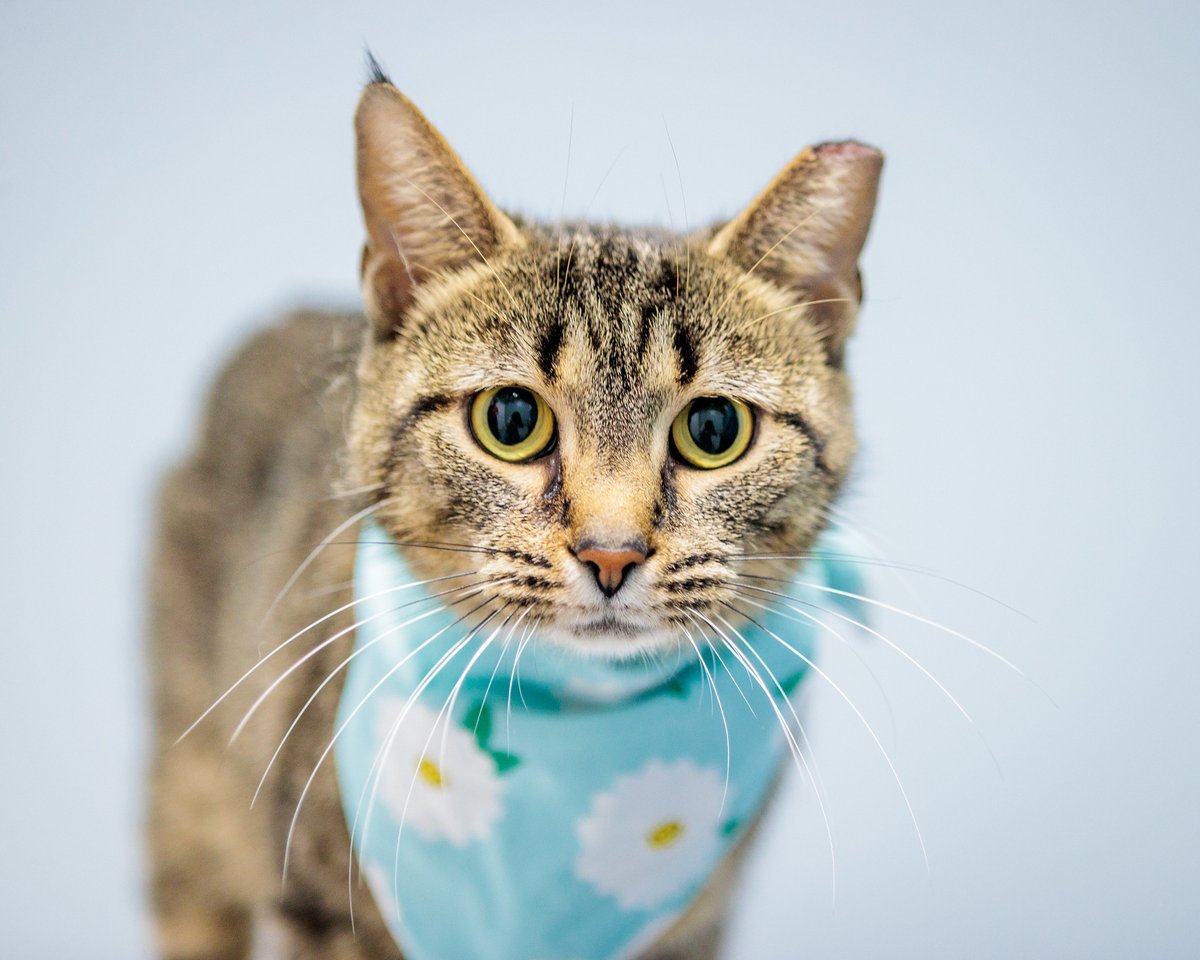kyhumane's tweet photo. Momma LaRue is dressed in her finest daisy bandana in hopes of finding her furever home! If you've been searching for the purrfect feline pal, LaRue is your gal. She's snuggly, sweet and independent - and just look at that sweet face! Stop by our East Campus to meet her today! https://t.co/VndhDZhc22