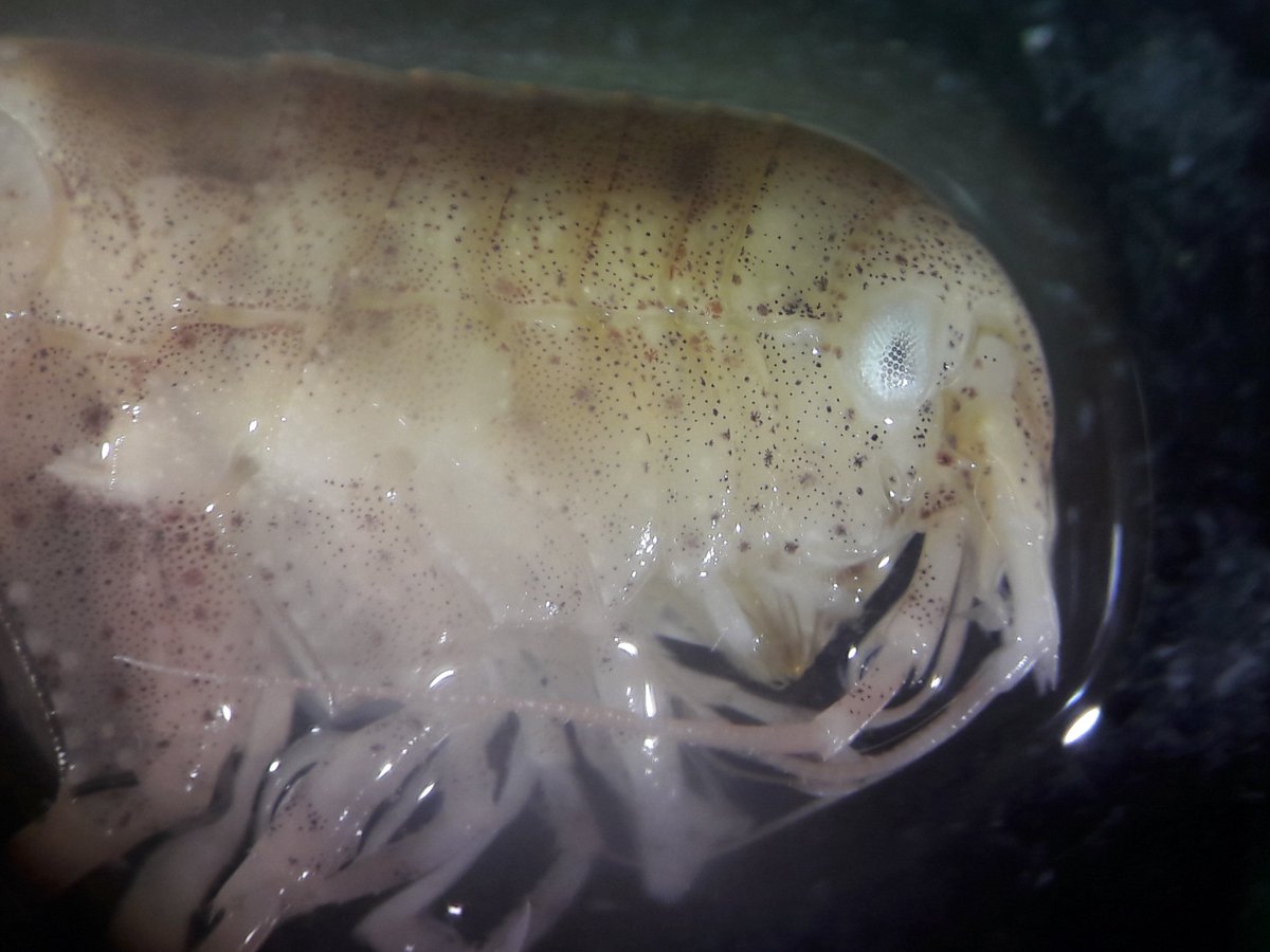 It's the last full day of our #amphipod workshop @niwa_nz! I learned so much over the last few days and can't wait to get on my next field trip to the #SouthernOcean to see more of these cuties🥰!

Thank you so much @peart_rachael for organising it! 
@CrustaceanSoci @pansdamen
