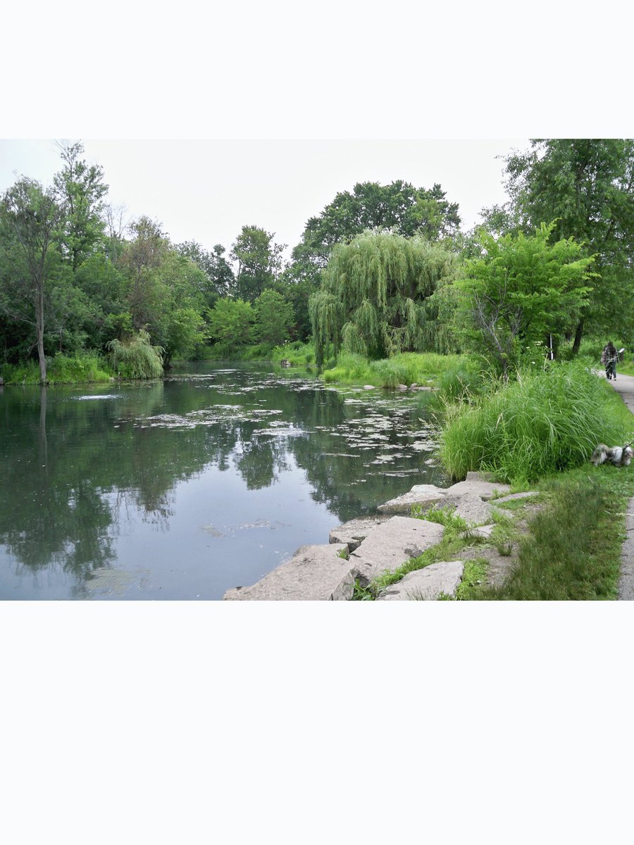 debra_organ's tweet image. Coming soon to my blog views of  Praire restoration, before the restoration began, Maine Park Prarie Preserve Park Ridge Illinois , USA Wildwood Prarie,  #prarie,#naturepreserve,#prariesrestoration,#environment, #naturelovers