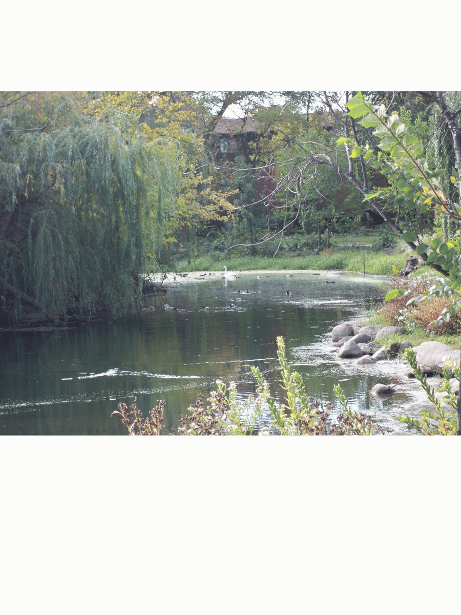 debra_organ's tweet image. Coming soon to my blog views of  Praire restoration, before the restoration began, Maine Park Prarie Preserve Park Ridge Illinois , USA Wildwood Prarie,  #prarie,#naturepreserve,#prariesrestoration,#environment, #naturelovers