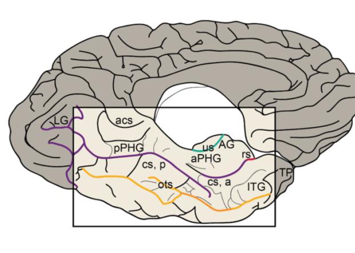 Want to study the medial temporal lobe? Study and learn anatomy!
biorxiv.org/content/10.110…