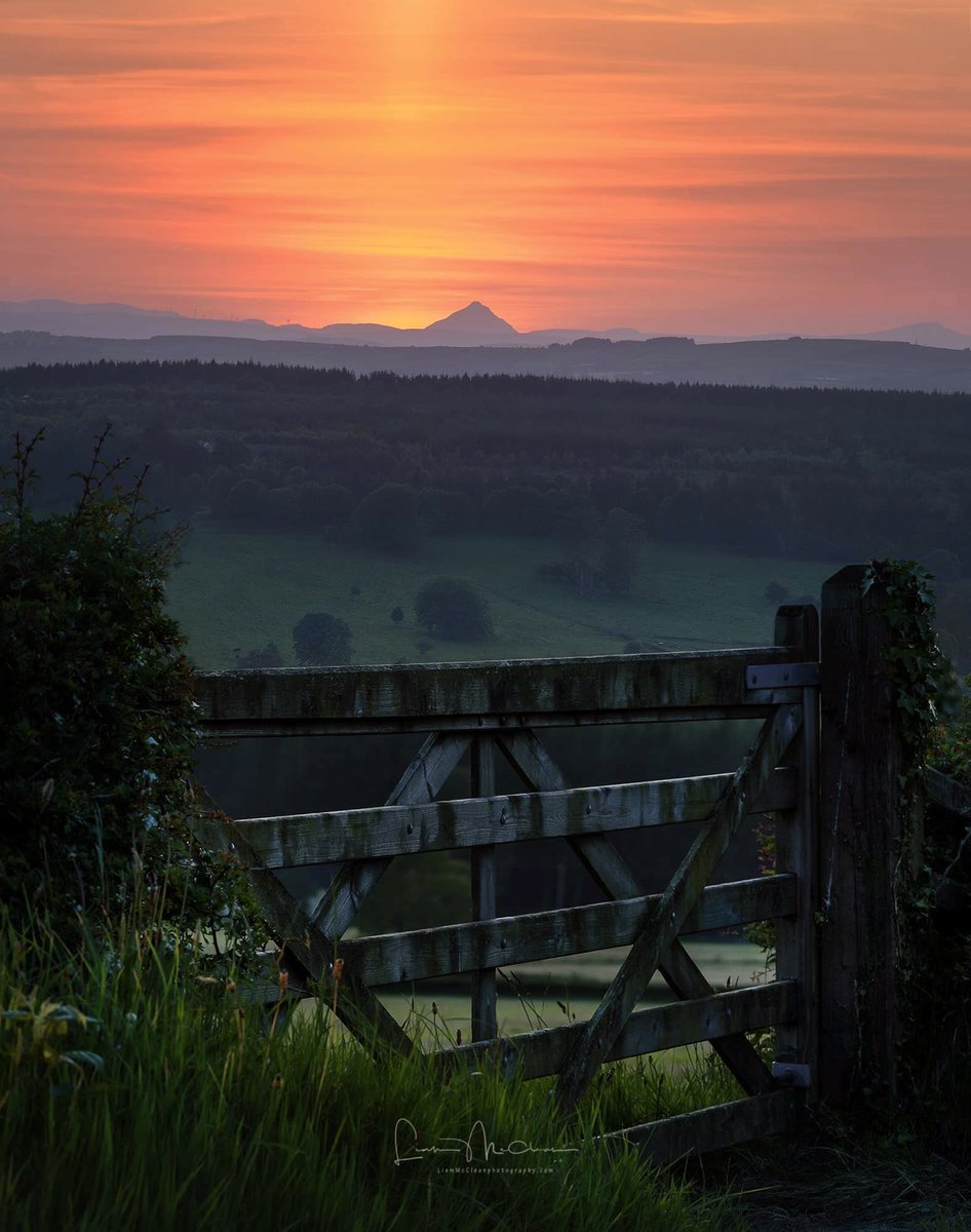 Liam McClean tweet media