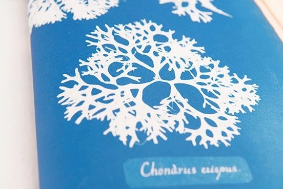 Visit Inverleith House tomorrow for a free talk at 1pm, given by Head of RBGE Library Lorna Mitchell who will be presenting original cyanotypes made by Anna Atkins, one of the most prominent women artists of the 19th century! 🔵