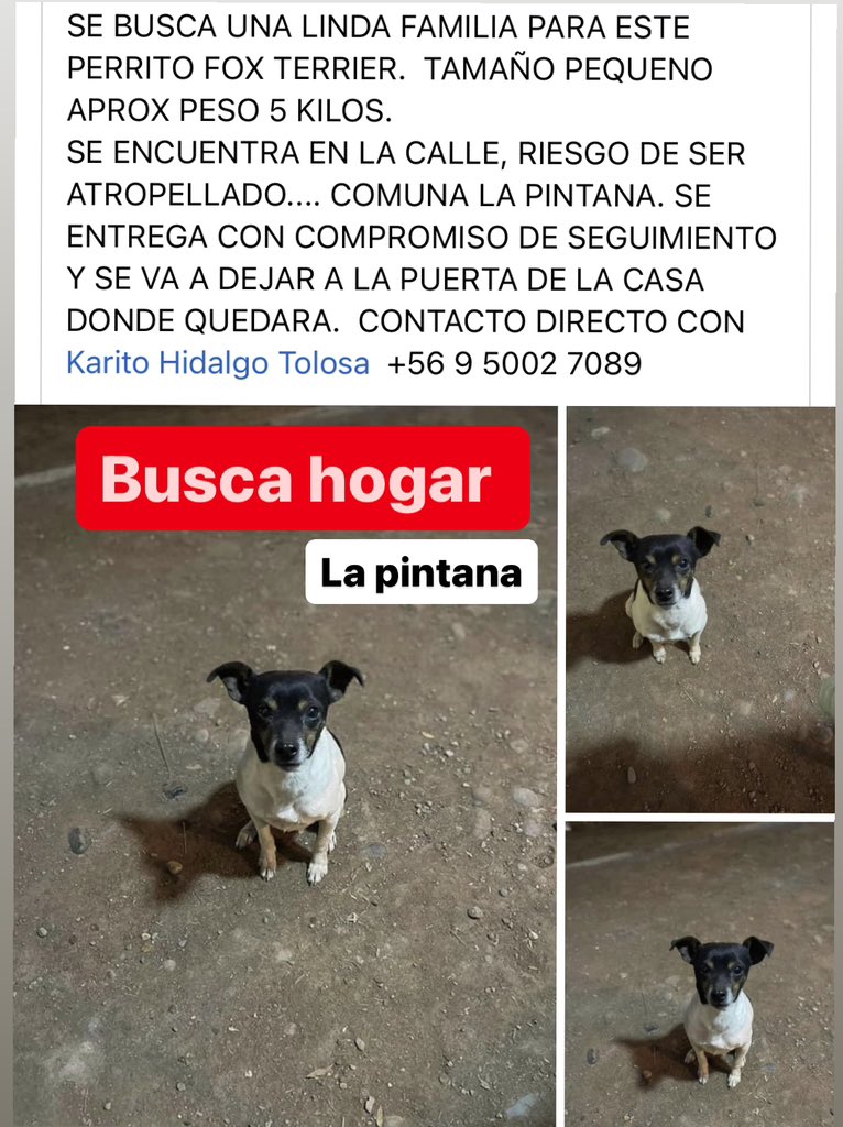 Terrier Chileno 🇨🇱 tweet media