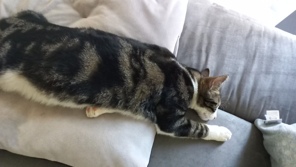 madeleine Moureaux tweet media