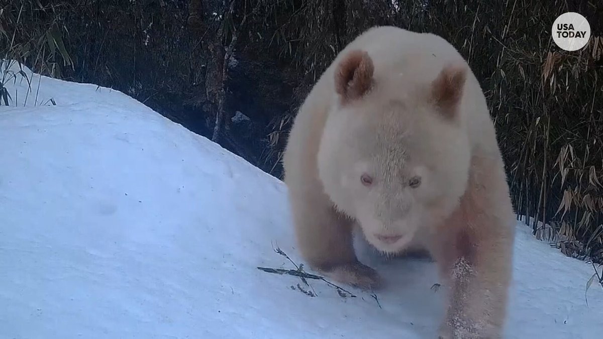 USA TODAY on Twitter: "The world's only known albino panda bear was