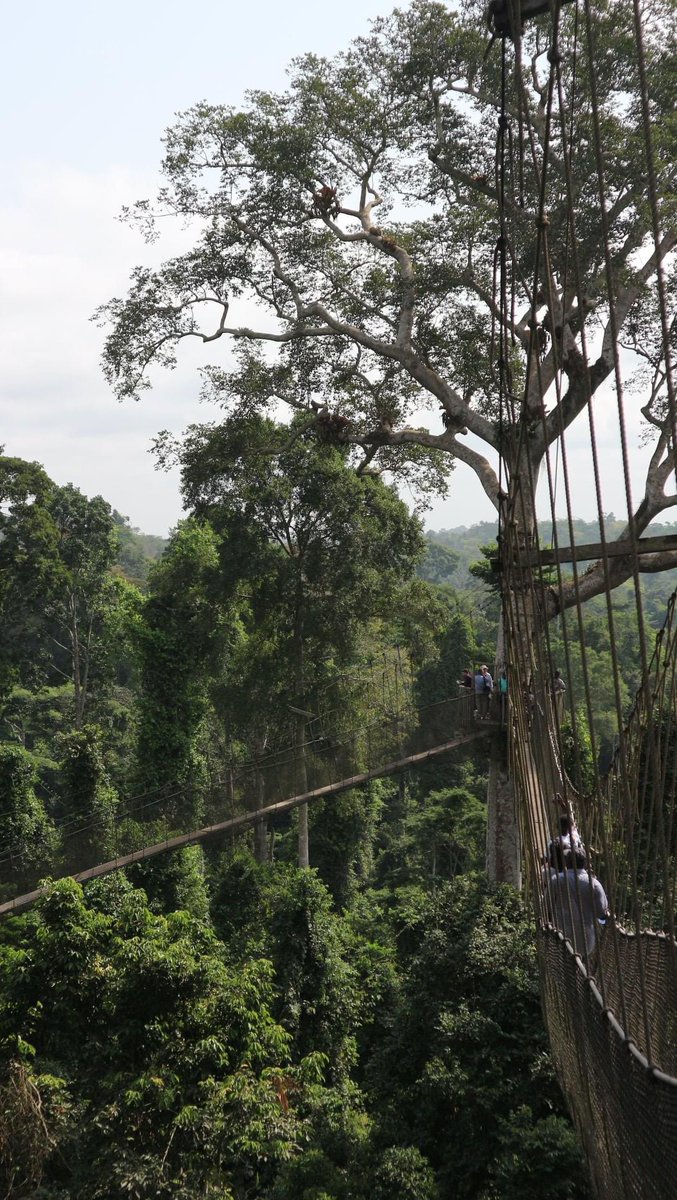 <a href="/TheTravelCamel/">Shane Dallas</a> <a href="/t_jh2009/">TimH</a> A1: Kakum National Park in Ghana allows you to walk amongst the canopy. Well worth a visit #TRLT 
maps.app.goo.gl/uY1gmDzkG1JuFz…