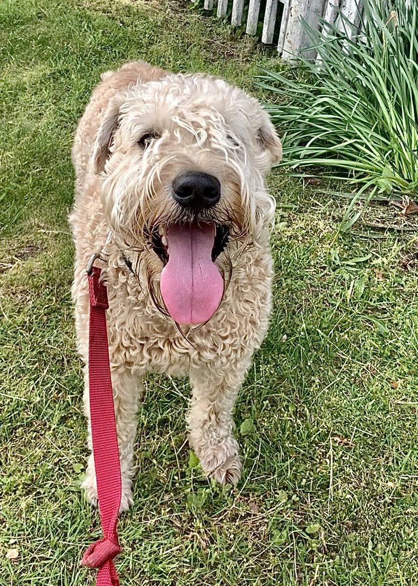 Hope you are having a Fab Day!  Happy TOT!😛
#wheatenterrier #TOT #dogsoftwitter #hi