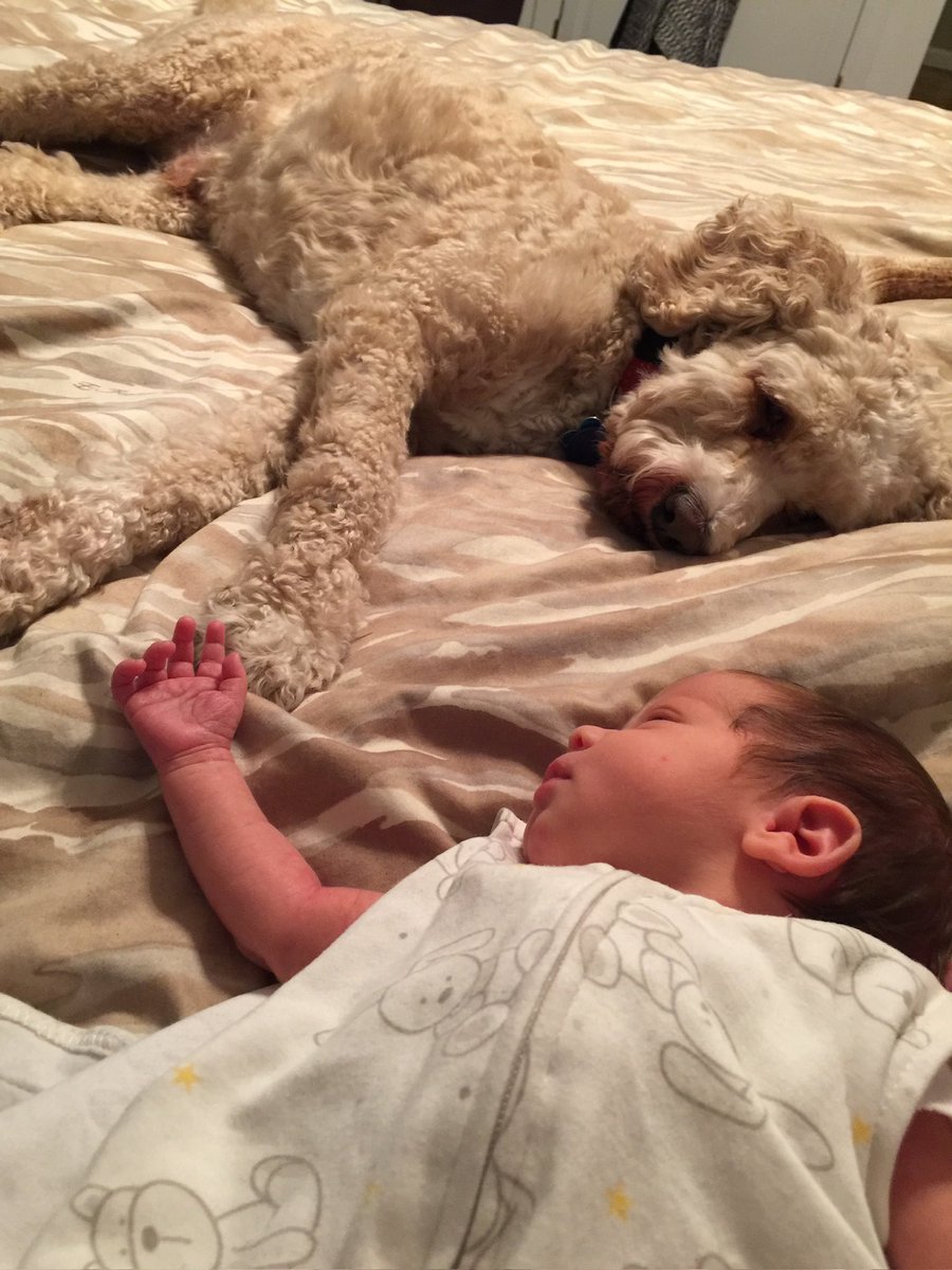 Andrew Kat💤 tweet media