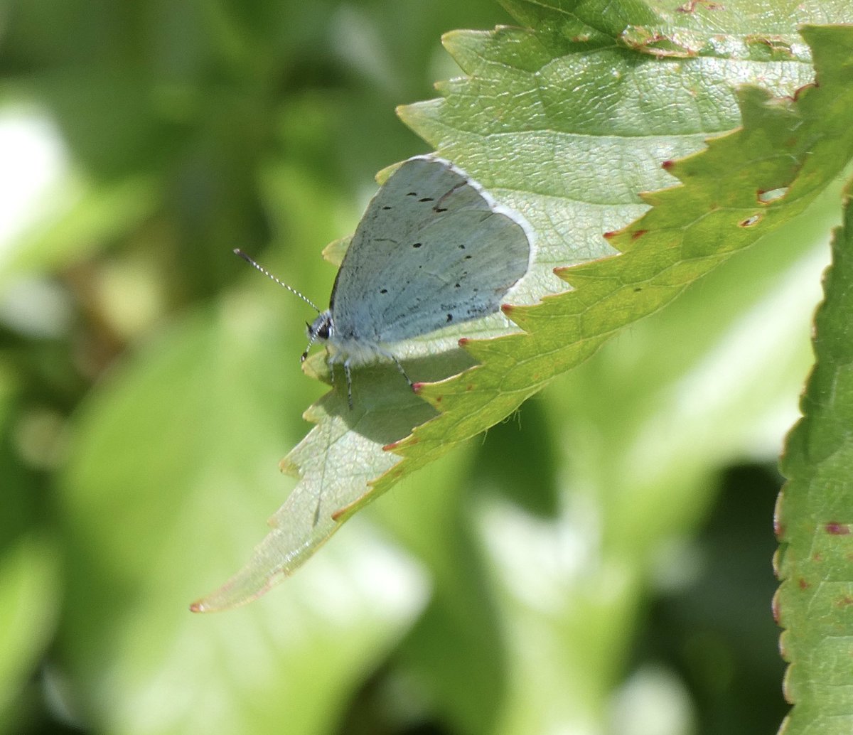 Pic n mix gorgeous butterflies in Suffolk this w-end. Small White, Brimstone, Speckled Wood & a Blue (ID help?). But only a handful of each - dire. @SuffolkAONB @LGSpace @ukbutterflies @savebutterflies @suffolkwildlife #saveourwildisles @BBCSpringwatch @_JoelAshton #Butterflies