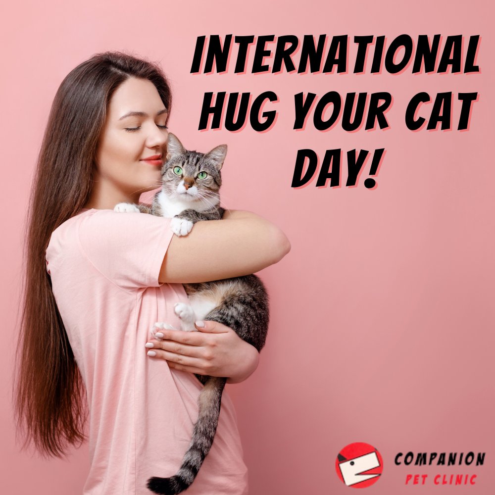 Today is International Hug Your Cat Day, which is a purr-fect opportunity to lavish your cat with hugs and pamper her as she deserves!

#CompanionPetClinic #NorthPhoenix #veterinarian #hugyourcat #internationalhugyourcatday #hugs #cats #lovecats https://t.co/YQLktO7MKb