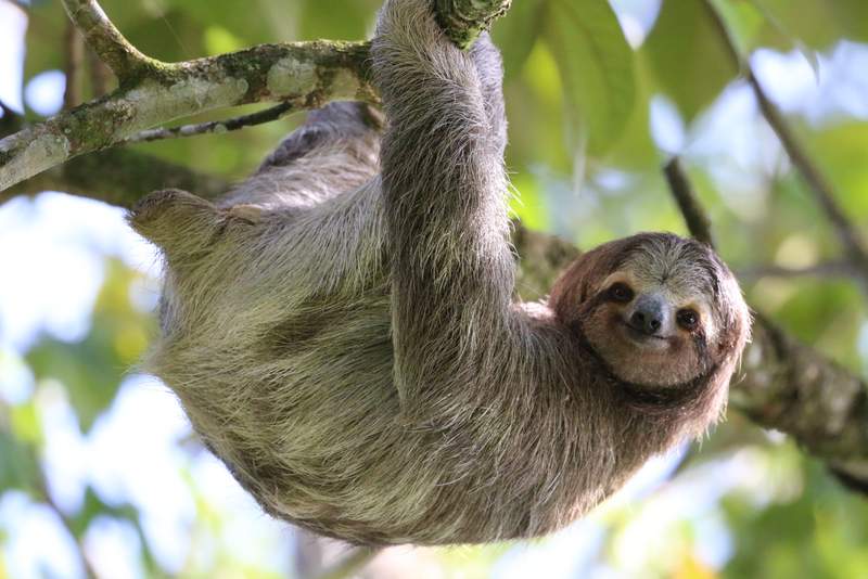 I met this sloth while staying <a href="/Lagunalodgecr/">Laguna Lodge</a> in the  National Park #Tortuguero #CostaRica #trlt A1