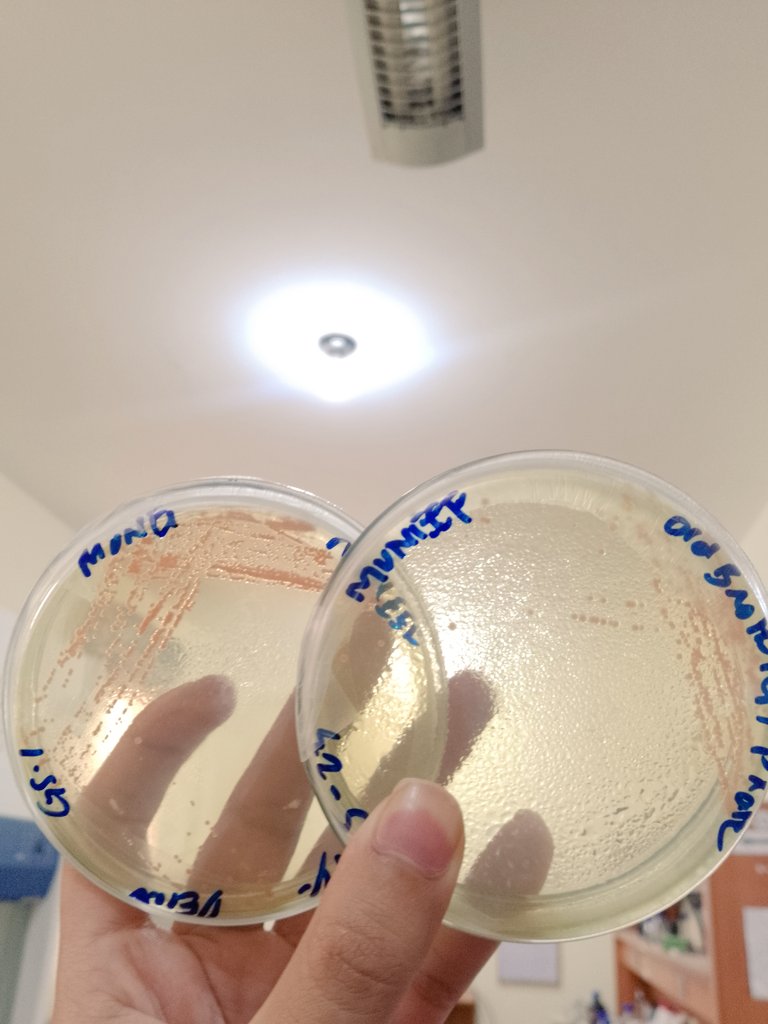MuneefRehman's tweet photo. This bacteria (Deinococcus radiodurans) has evolved to resist butt loads of radiation but hates a little salt in it's diet. We live in a crazy beautiful world! ❤️🦠
#microbiology https://t.co/45mwuPUA5o