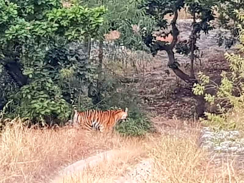 <a href="/RTWBarefoot/">Barefoot 👣 Backpacker</a> <a href="/t_jh2009/">TimH</a> I'm going with Bandavghar NP in India. You can easily spot the big cats there among lots of other wildlife 
#TRLT