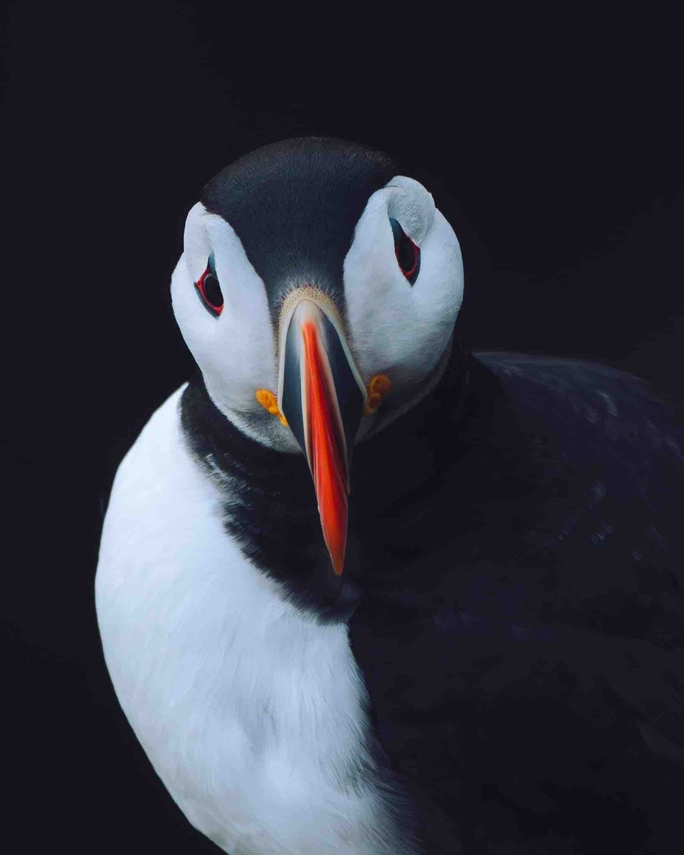 PUFFIN PORTRAIT⁠⁠ I just can’t get enough of photographing these fantastic birds.⁠ Scotland 📸JHeasman Photography