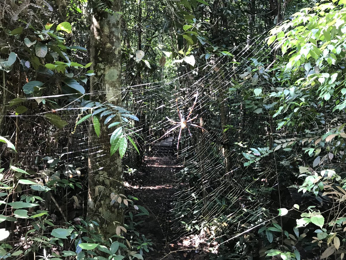 A2 #TRLT The biggest spider I ever saw was in a forest in Singapore.