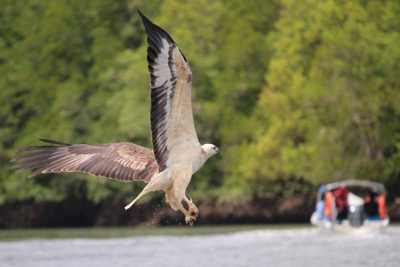 This White Bellied Sea Eagle was fishing in #Malaysia #MalaysiaTrulyAsia #trlt A2