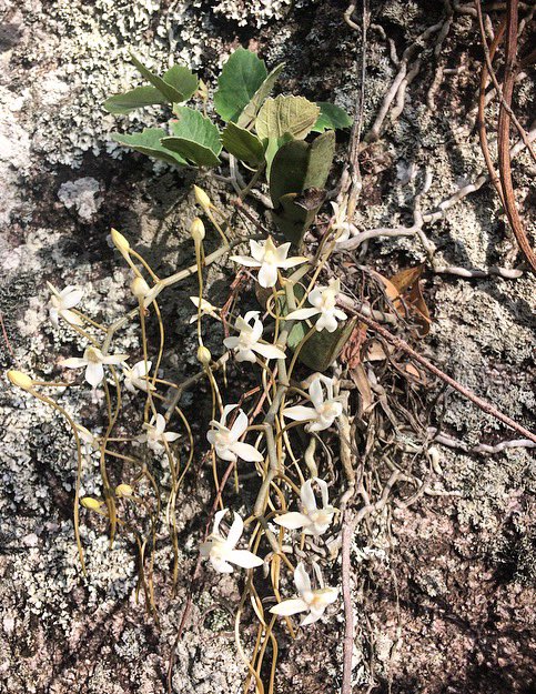 <a href="/LindaPeters64/">Linda</a> <a href="/t_jh2009/">TimH</a> There is a beautiful little woodland at Mlanda in Ntcheu, central #Malawi. Off the beaten track but full of birds, orchids and rock art. #TRLT #travel