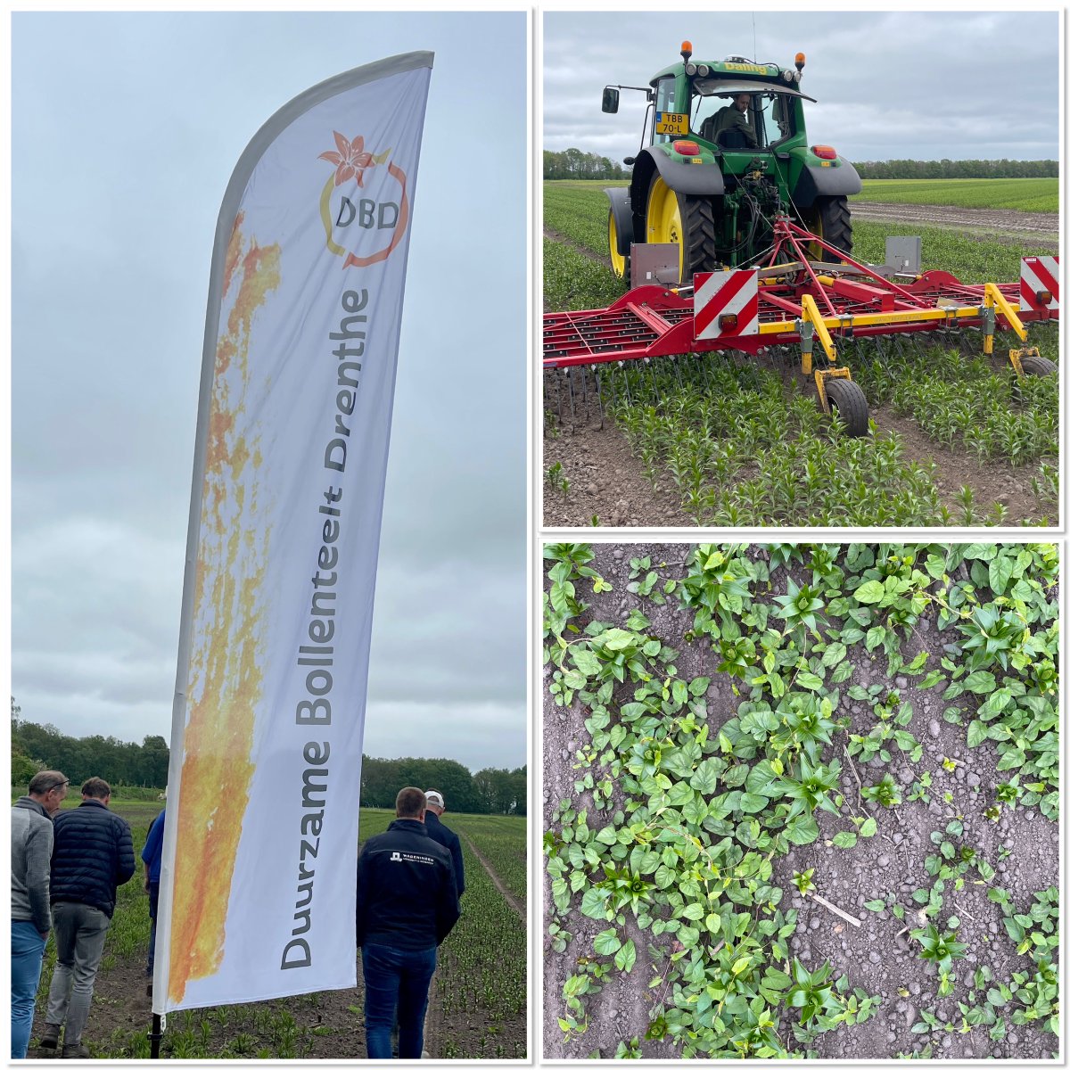 Demo-proef lelieteelt in Drenthe bezocht waar ervaringen wordt op gedaan met wiedeggen en de combinatie van wiedeg met herbicide toepassingen. Goede discussies en akkerwinde en wiedeggen is niet de beste combinatie. 

Duurzame Bollenteelt Drenthe #duurzaam  #bloembollen #icm