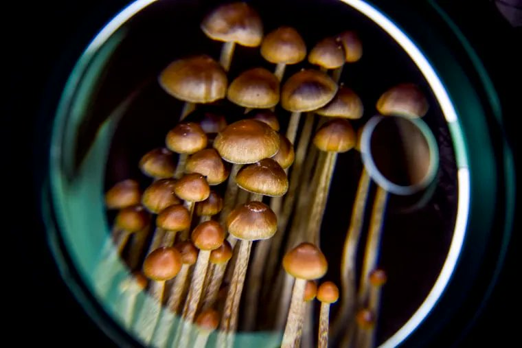 🍄 Candidates supporting the use of psychedelics as medicine get political action committee: buff.ly/3Vu09Nu 🌈🗳️ #psychedelics #retreatmicrodose