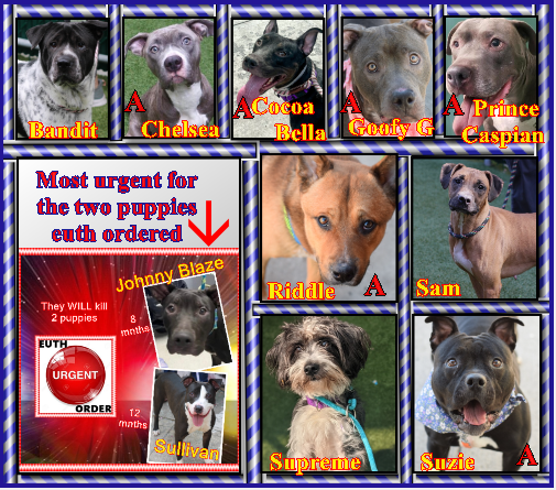 deblancasterco1's tweet photo. @NYCACC needs to be flooded with emails to media@nycacc.org where the admin will see as well.
ACC listed many dogs to die on Saturday then on Sunday again
Knowing there was NO one on a holiday weekend. So they delisting these dogs to kill today.
How putrid & sick for a paycheck https://t.co/iltRISCFcB