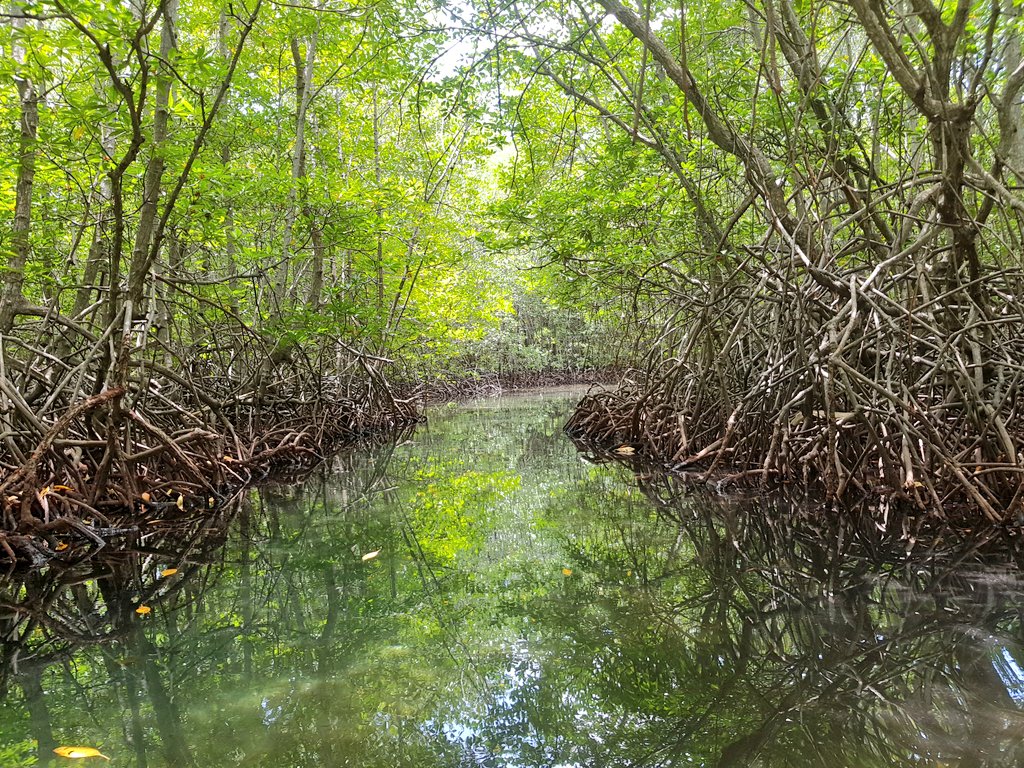 <a href="/TheTravelCamel/">Shane Dallas</a> <a href="/ramblRramblR/">ramblr</a> Mangrove forests are quite unique.
Here in Nusa Lembogan #Indonesia 
#TRLT