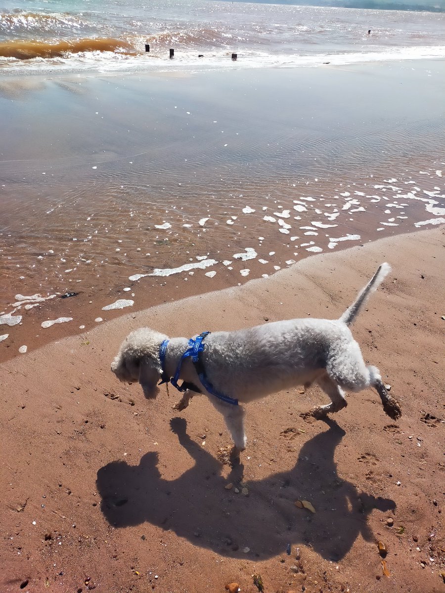 elaineccline's tweet photo. Skipper keen to go into the sea for a paddle on #Exmouth beach ⛱️. @RSPCAExeter #dog #dogsoftwitter #DogsOnTwitter #DogLover #dogsa https://t.co/QJobgcyixU