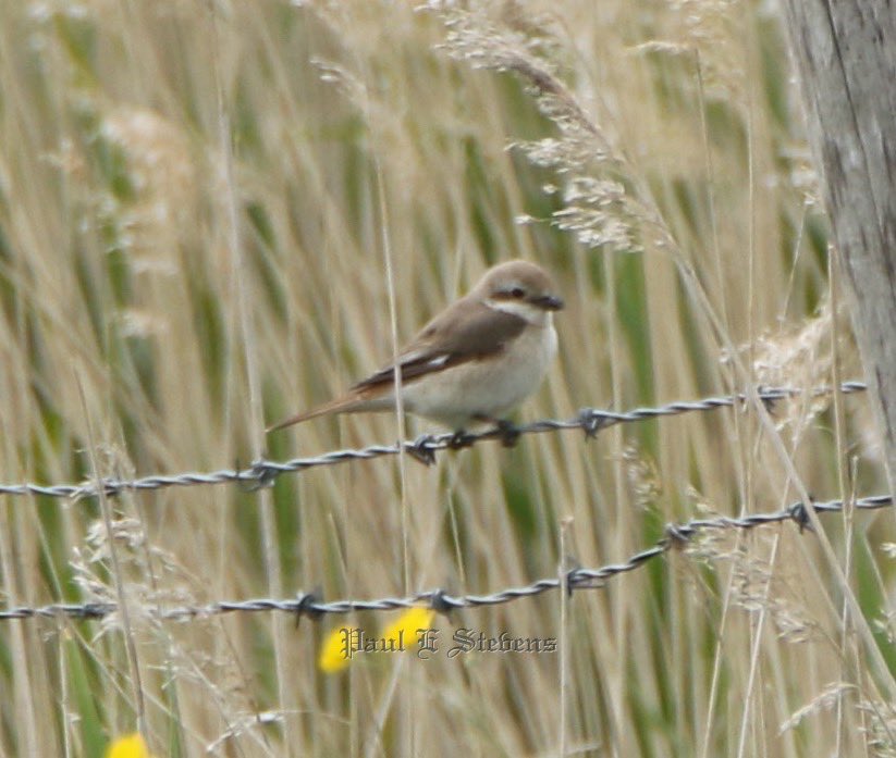 Pest253's tweet photo. Believed to be Turkestan Shrike in Eastbourne today. https://t.co/OqVUd0gZBL