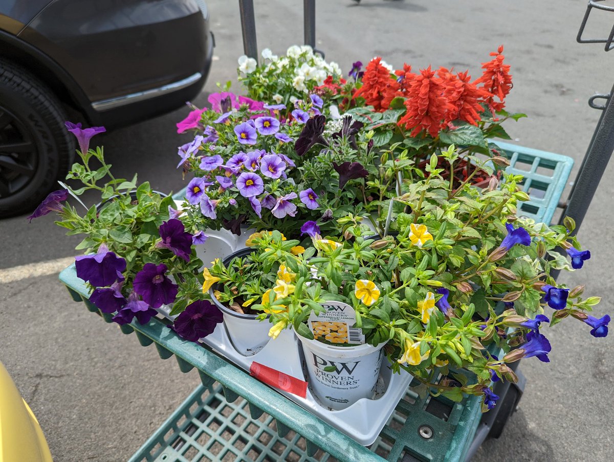 Sunidesus's tweet photo. Annuals have been acquired. https://t.co/4iYC3kakCE