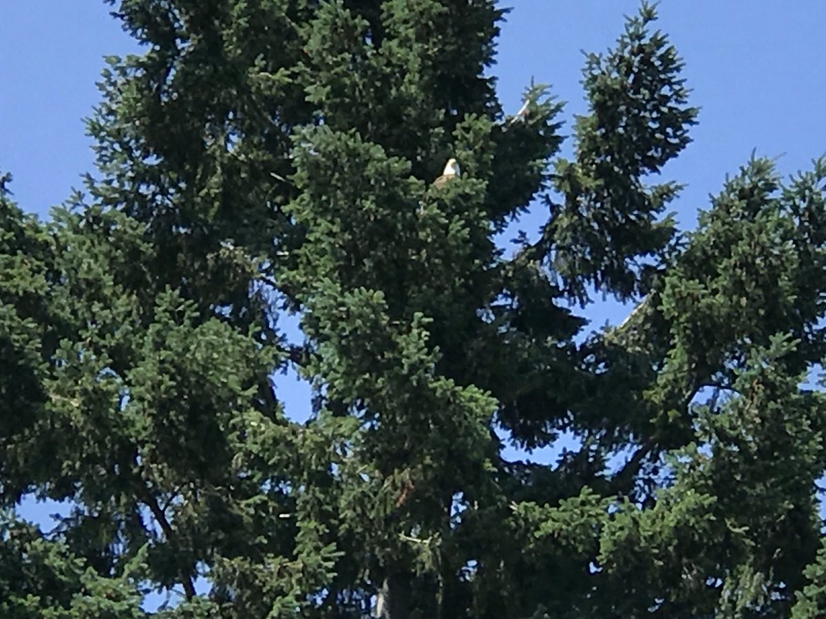 A3 #TRLT Catching this bald eagle on July 4th.