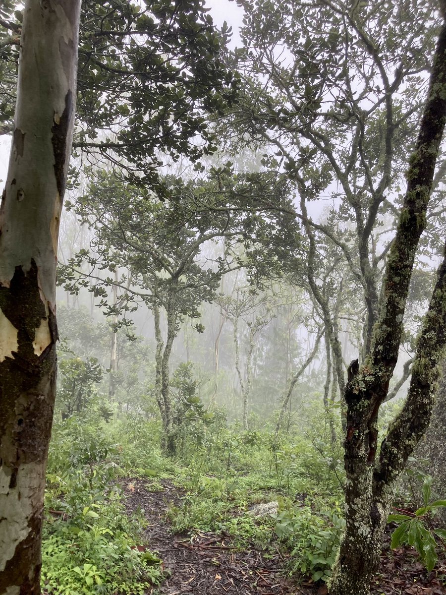 <a href="/TheTravelCamel/">Shane Dallas</a> <a href="/LindaPeters64/">Linda</a> I had a wonderful walk in the woodland at Mlanda, in central Malawi. The mist really added to the atmosphere &amp; made the trees quite magical #Malawi #TRLT