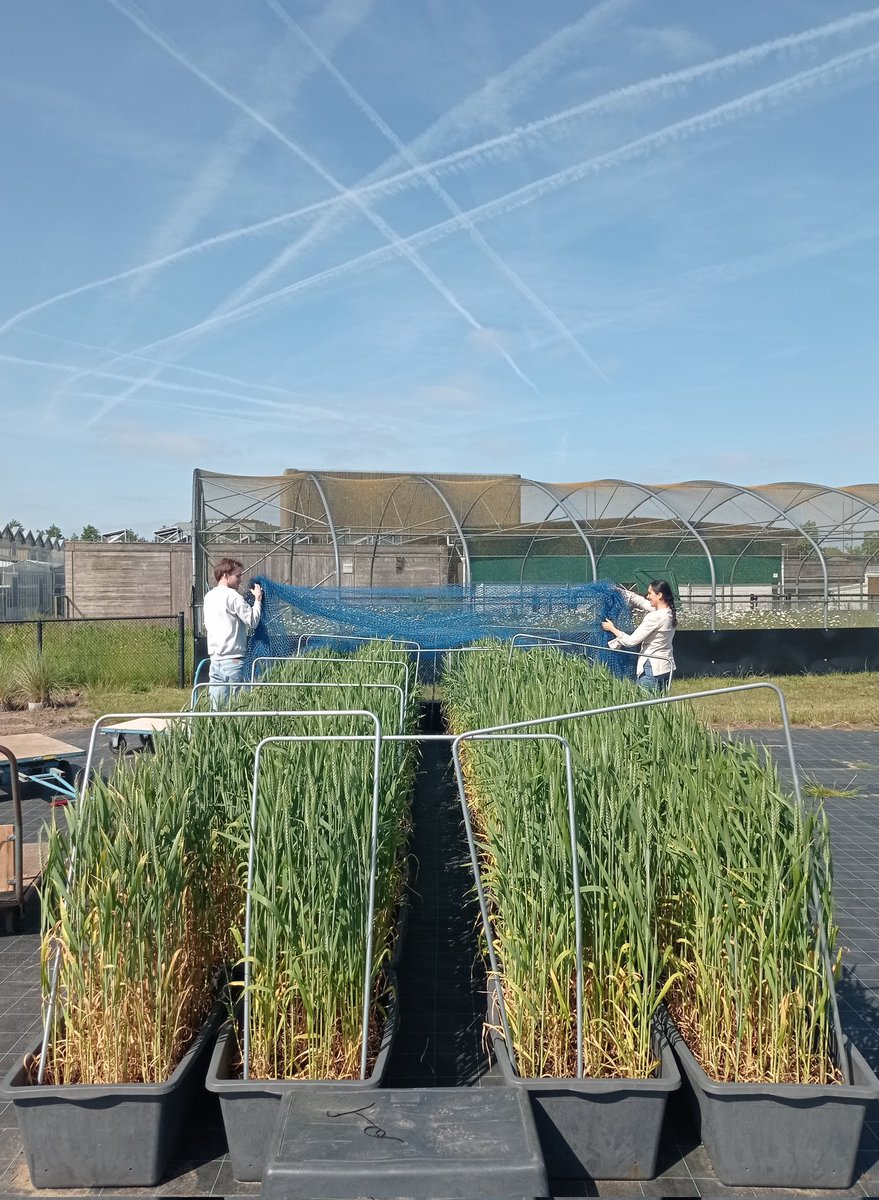 Linda Gouka (@linda_gouka) on Twitter photo Update 6 from our experimental garden <a href="/niooknaw/">NL Inst of Ecology</a>:
It was finally time to free our wheat plants! 🌱
Grains have emerged and are slowly starting to flower. Today, the pots were moved to the tunnel where they will be inoculated with yeast to (hopefully) protect against FHB. Update 6 from our experimental garden <a href="/niooknaw/">NL Inst of Ecology</a>:
It was finally time to free our wheat plants! 🌱
Grains have emerged and are slowly starting to flower. Today, the pots were moved to the tunnel where they will be inoculated with yeast to (hopefully) protect against FHB.