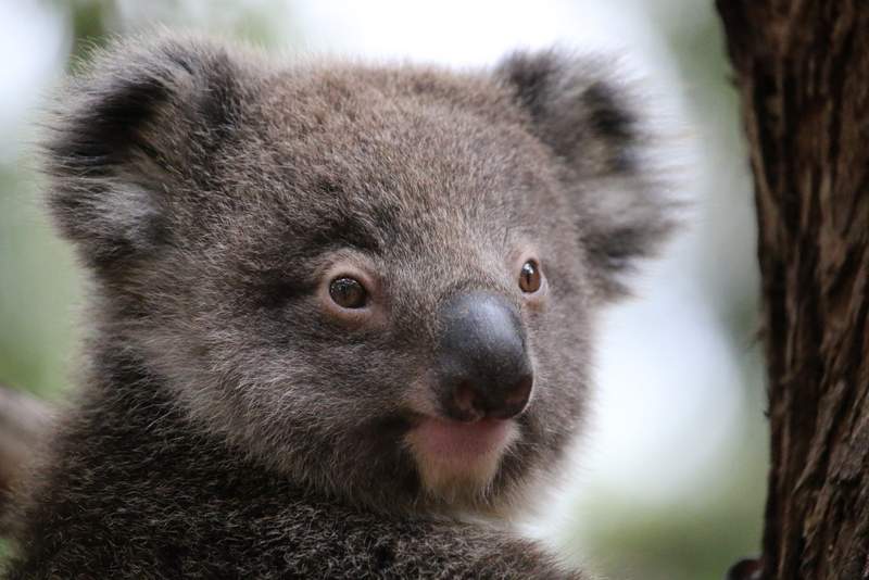 Wandering around the forests of #Victoria was rewarded with this Koala #trlt A3