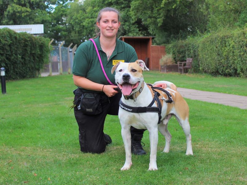 Please retweet to help Ares find a home #WESTMIDLANDS #UK Medium sized Staffie aged 5-7. He is nervous and needs a quiet, adult home as the only pet. He is housetrained✅ DETAILS or APPLY👇 dogstrust.org.uk/rehoming/dogs/… #dogs