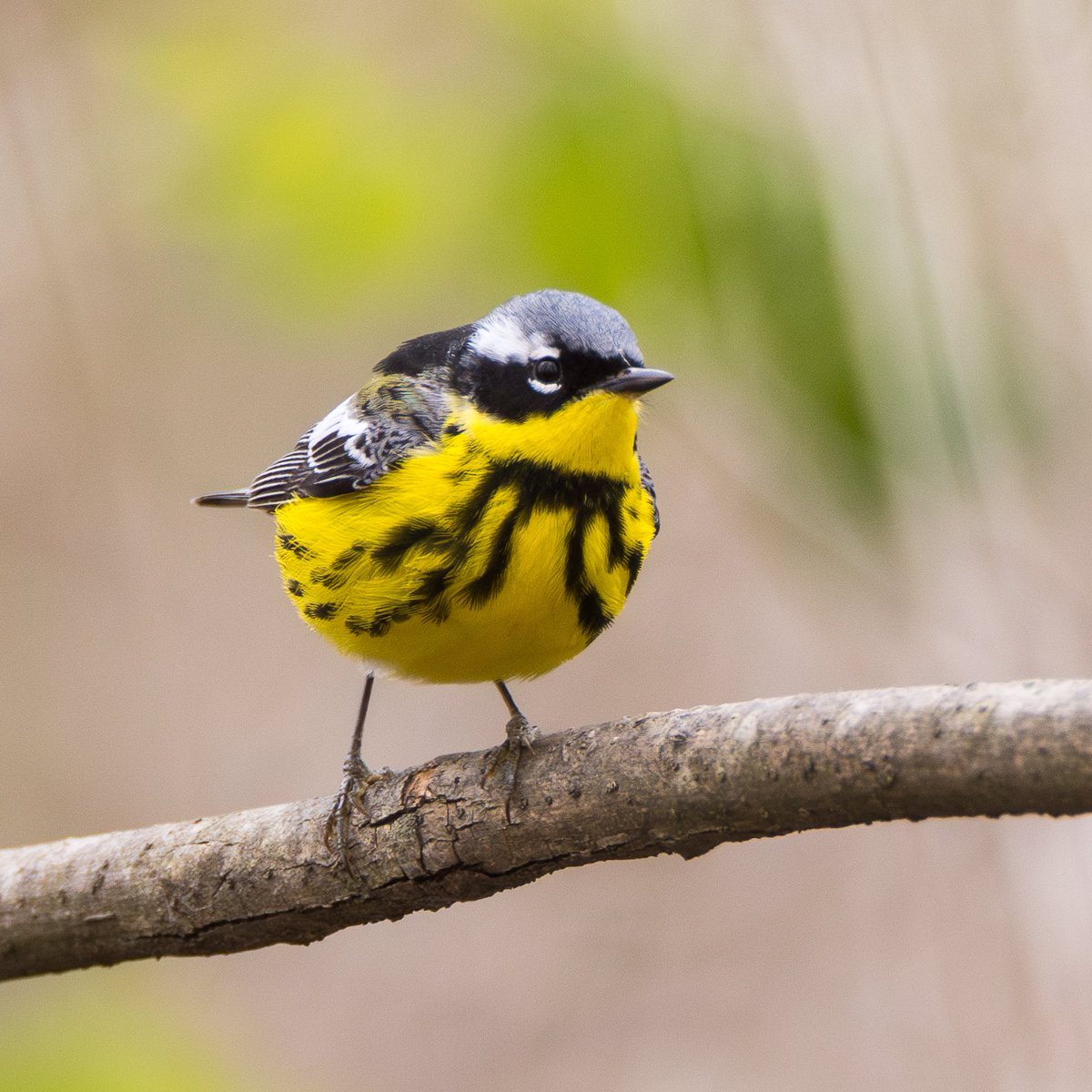 Picking a favorite warbler is tough! But Magnolia Warblers have a special place in my heart. 📸 They’re common, but underappreciated - their beautiful song &amp; elusive nature make the chase worthwhile. Snapped a few shots of this one at Rondeau! Do they make your warbler top 10?