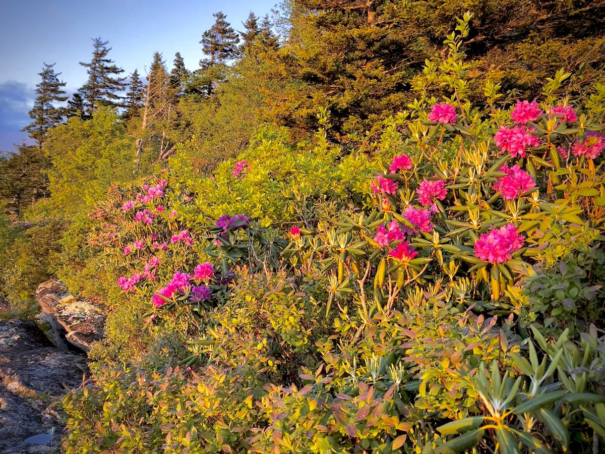 Vibrant rhododendron blooms in the high elevations of the Appalachian Mountains. 🌸